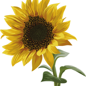 Beau t-shirt tournesol