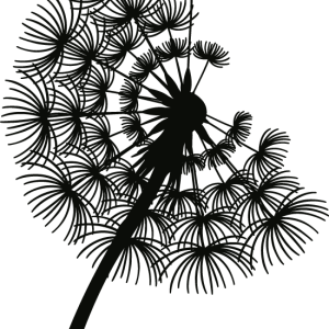 Tee shirt couple Pissenlit simple