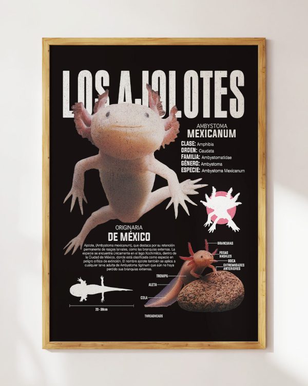 Los Ajolotes Art Print