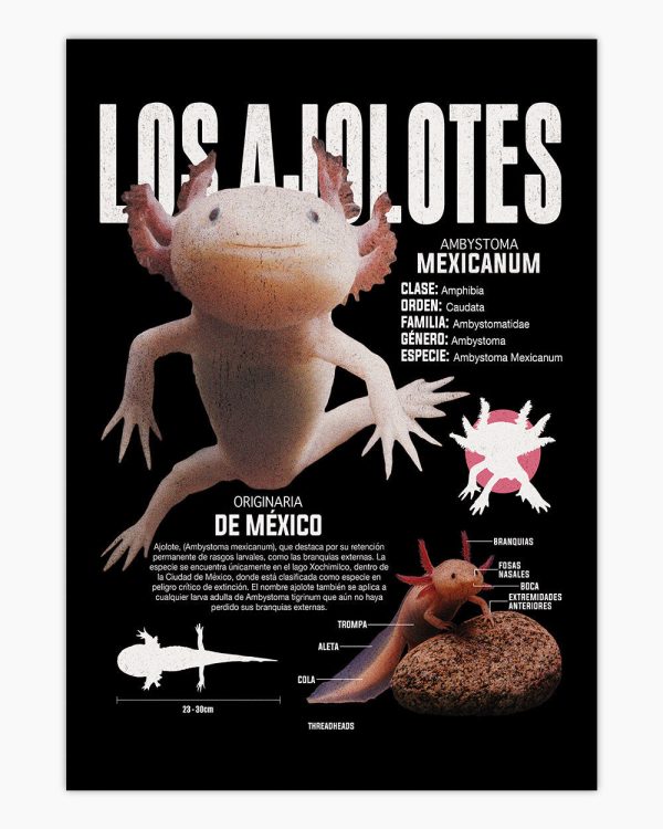 Los Ajolotes Art Print