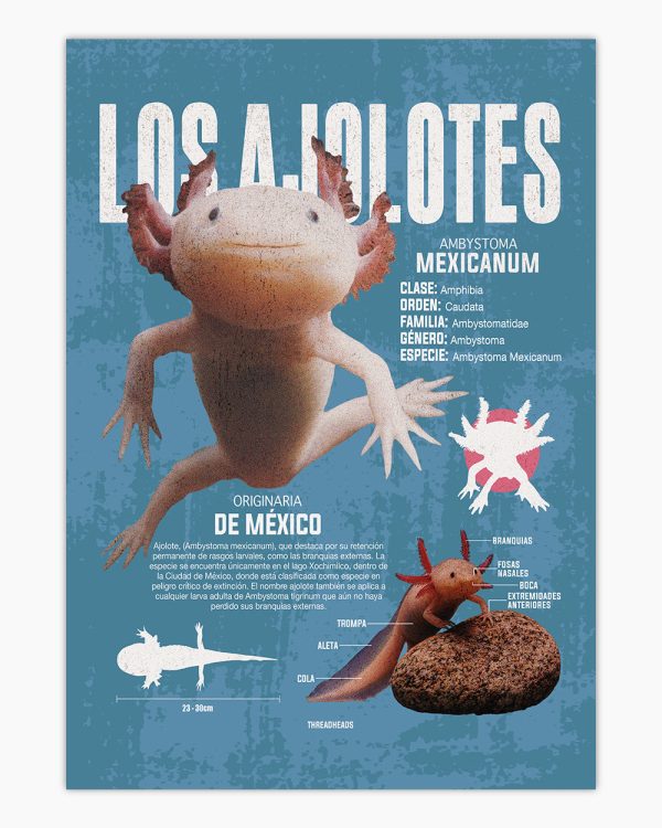 Los Ajolotes Art Print