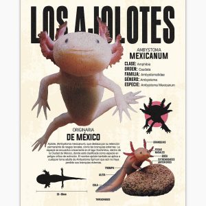 Los Ajolotes Art Print 8 Los Ajolotes Art Print 5
