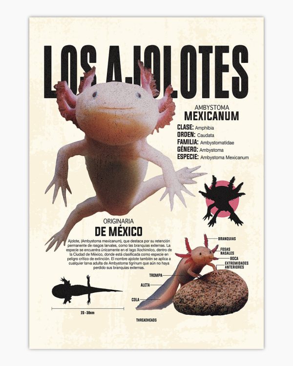 Los Ajolotes Art Print