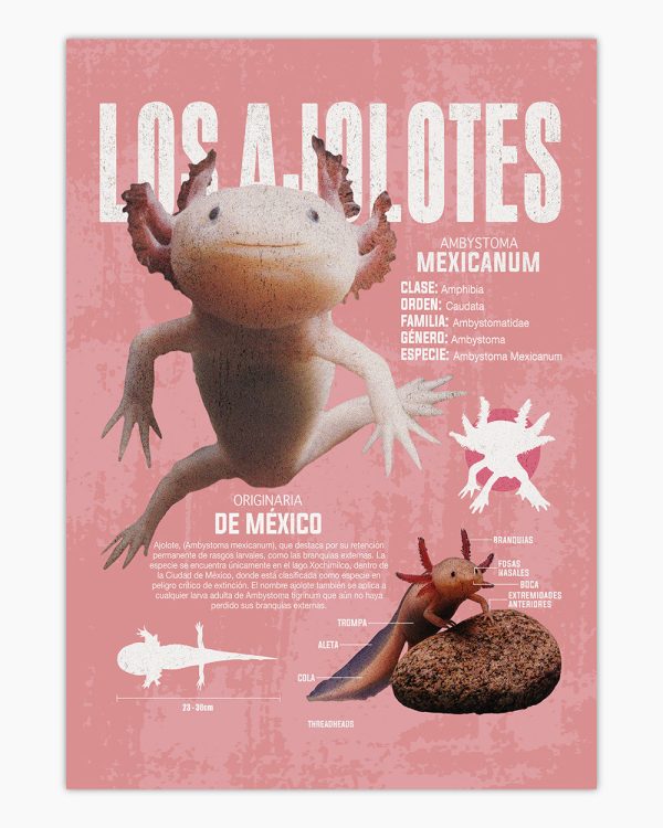 Los Ajolotes Art Print